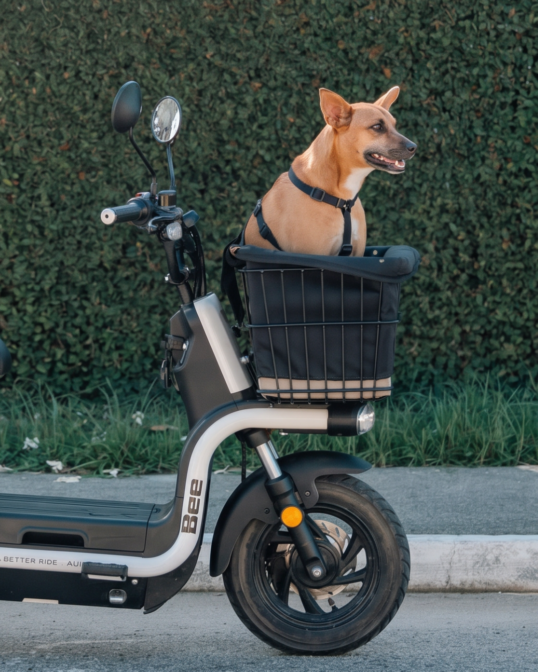 Kit Dog Rider 53L
