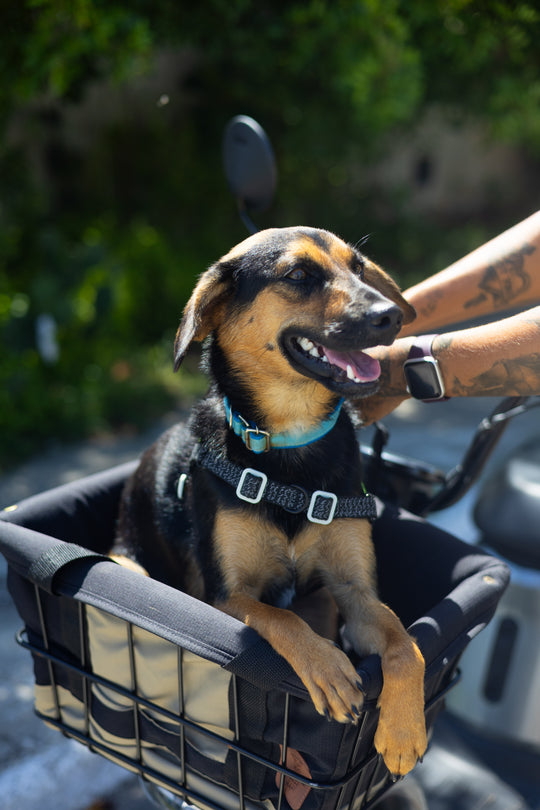 Kit Dog Rider 32L (U1 e S1)