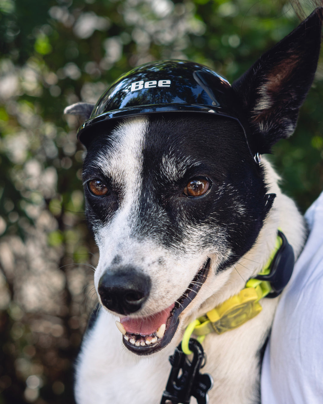 Capacete Pet