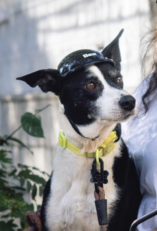 Capacete Pet