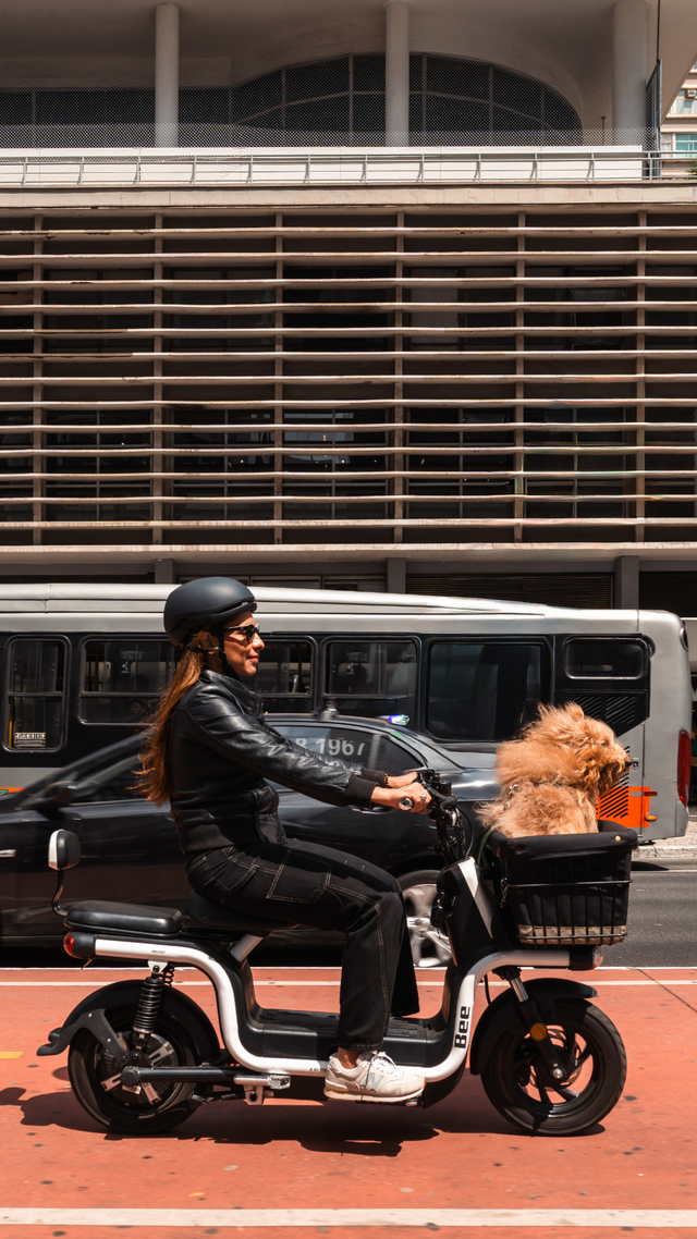 dog rider