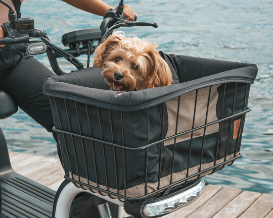 Kit Dog Rider 32L (U1 e S1)